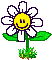 Animated cartoon dancing daisy with smiley face