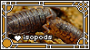 Photo of two isopods with a white geometric border. Overlaid text reads: [heart character] isopods.